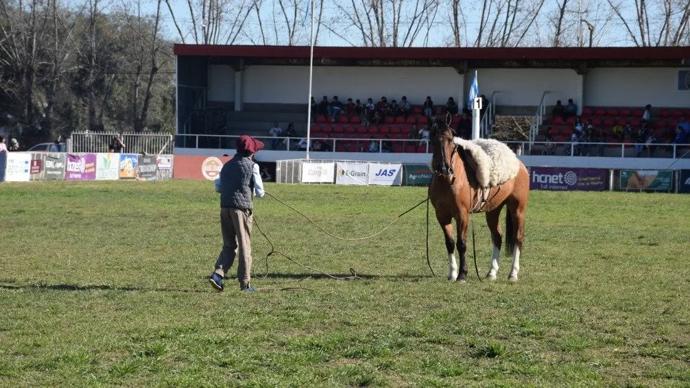 Los caballos de trabajo dieron buen espectáculo en la pista central